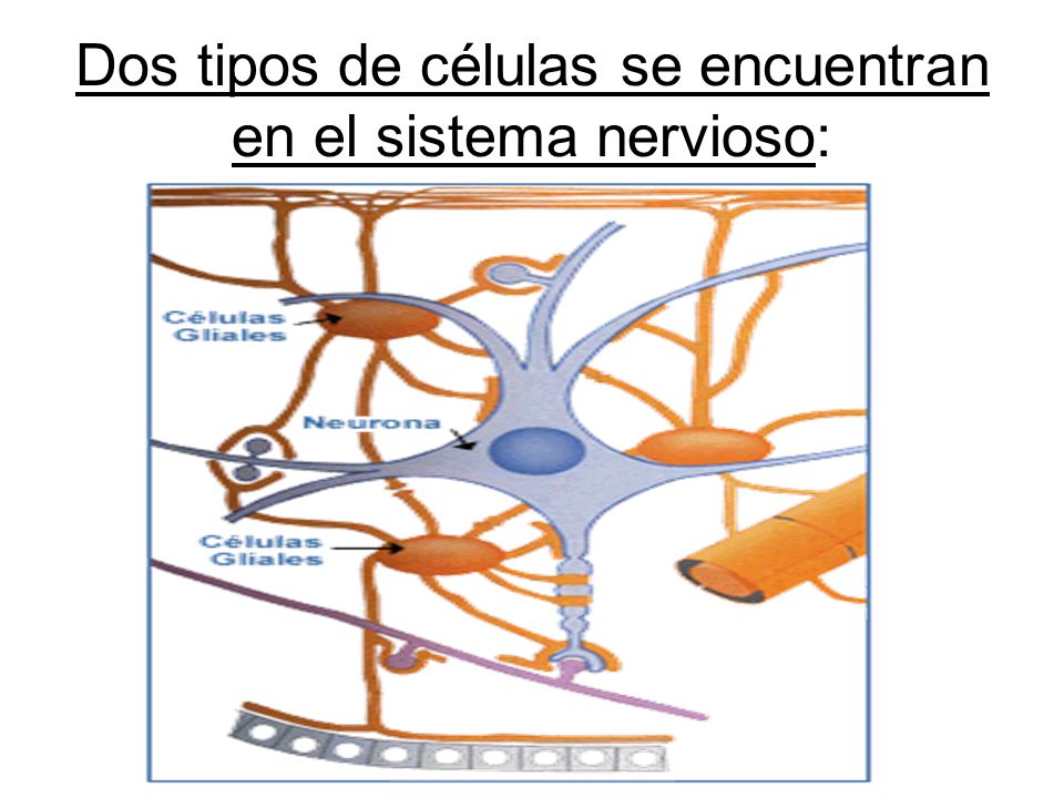 Dos tipos de células se encuentran en el sistema nervioso: