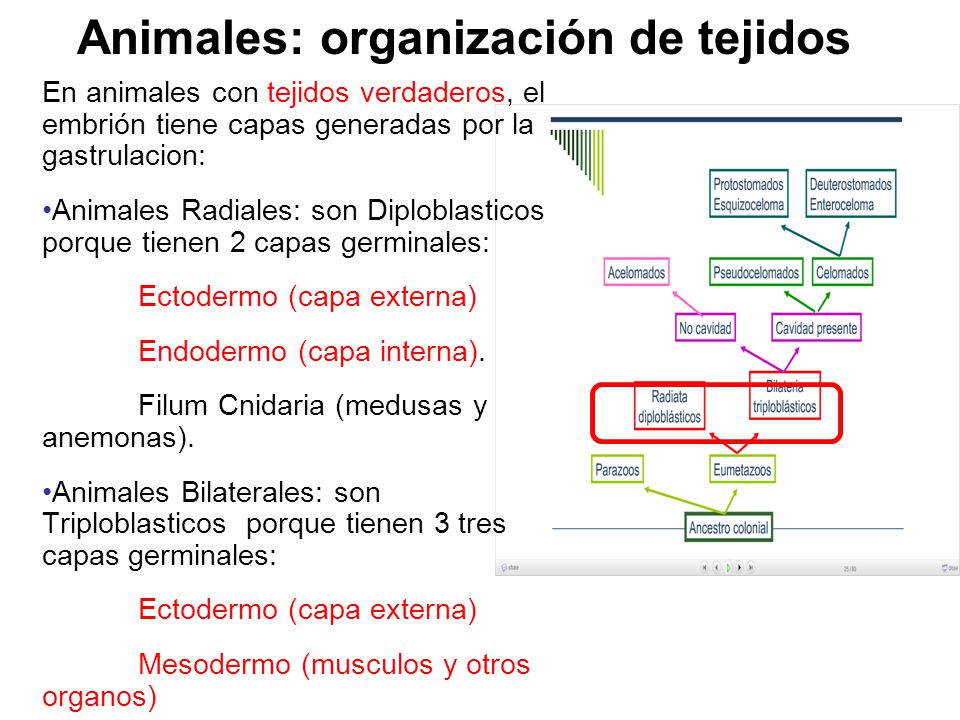 Animales: organización de tejidos