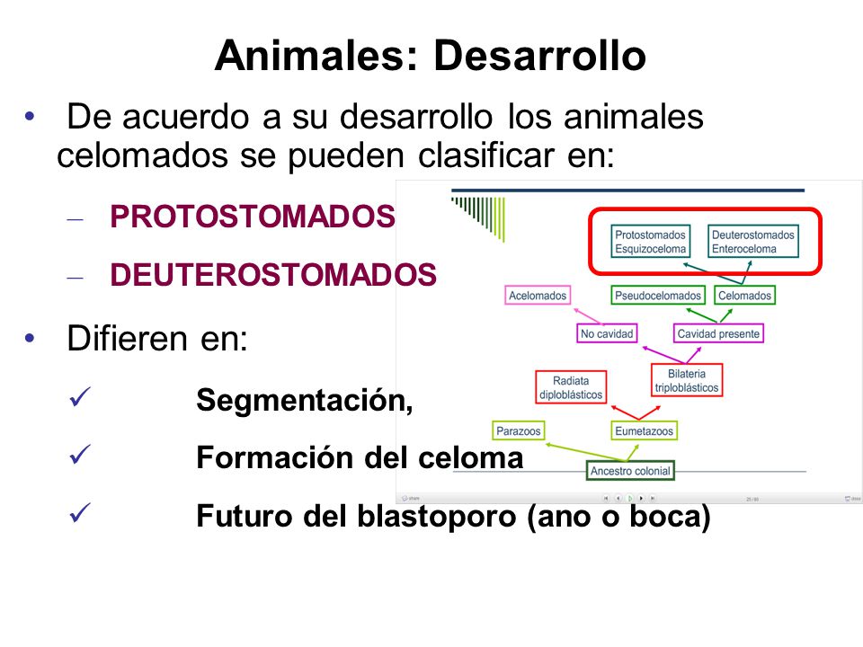 Animales: Desarrollo De acuerdo a su desarrollo los animales celomados se pueden clasificar en: PROTOSTOMADOS.