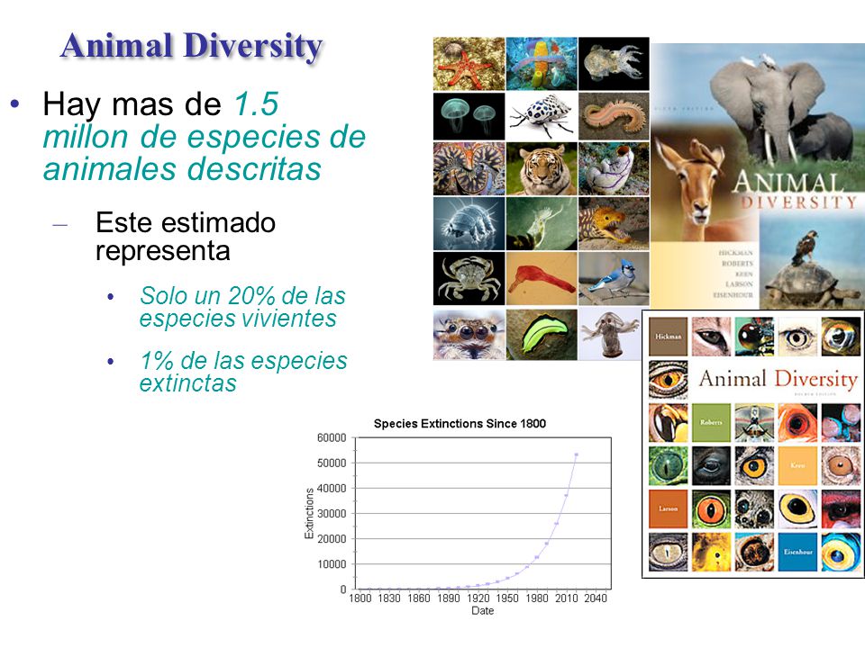 Animal Diversity Hay mas de 1.5 millon de especies de animales descritas. Este estimado representa.