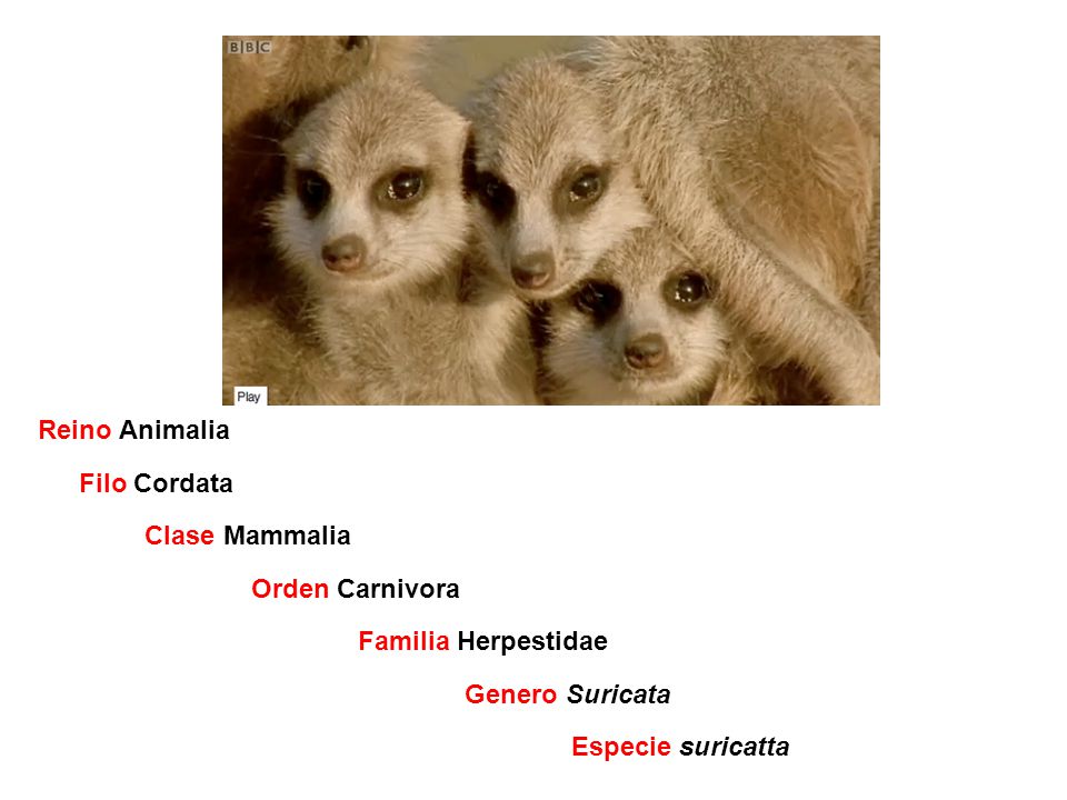 Reino Animalia Filo Cordata Clase Mammalia Orden Carnivora Familia Herpestidae Genero Suricata Especie suricatta