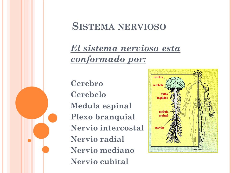 Sistema nervioso El sistema nervioso esta conformado por: Cerebro