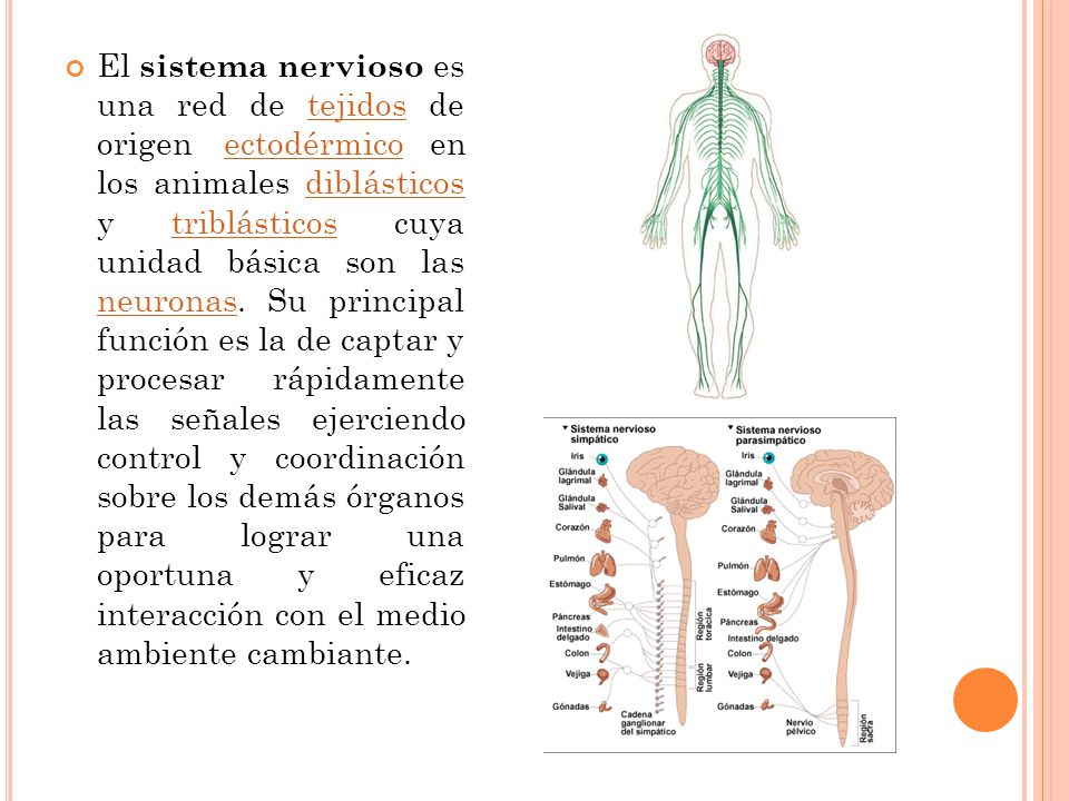 El sistema nervioso es una red de tejidos de origen ectodérmico en los animales diblásticos y triblásticos cuya unidad básica son las neuronas.