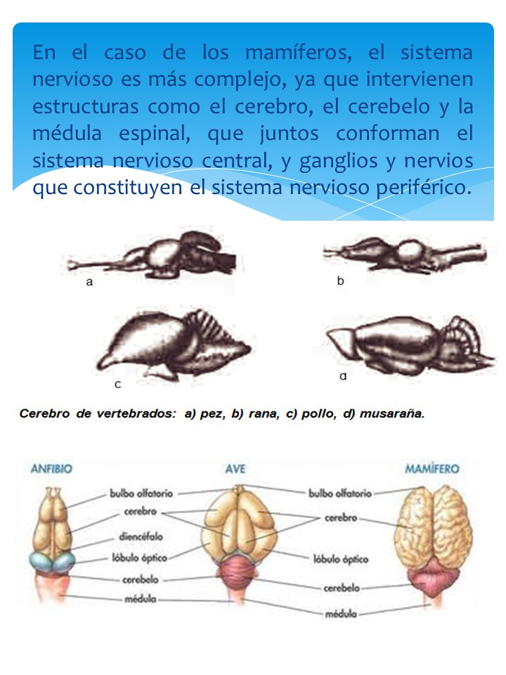 En el caso de los mamíferos, el sistema nervioso es más complejo, ya que intervienen estructuras como el cerebro, el cerebelo y la médula espinal, que juntos conforman el sistema nervioso central, y ganglios y nervios que constituyen el sistema nervioso periférico.