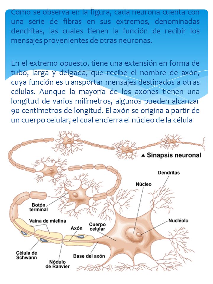 Como se observa en la figura, cada neurona cuenta con una serie de fibras en sus extremos, denominadas dendritas, las cuales tienen la función de recibir los mensajes provenientes de otras neuronas.