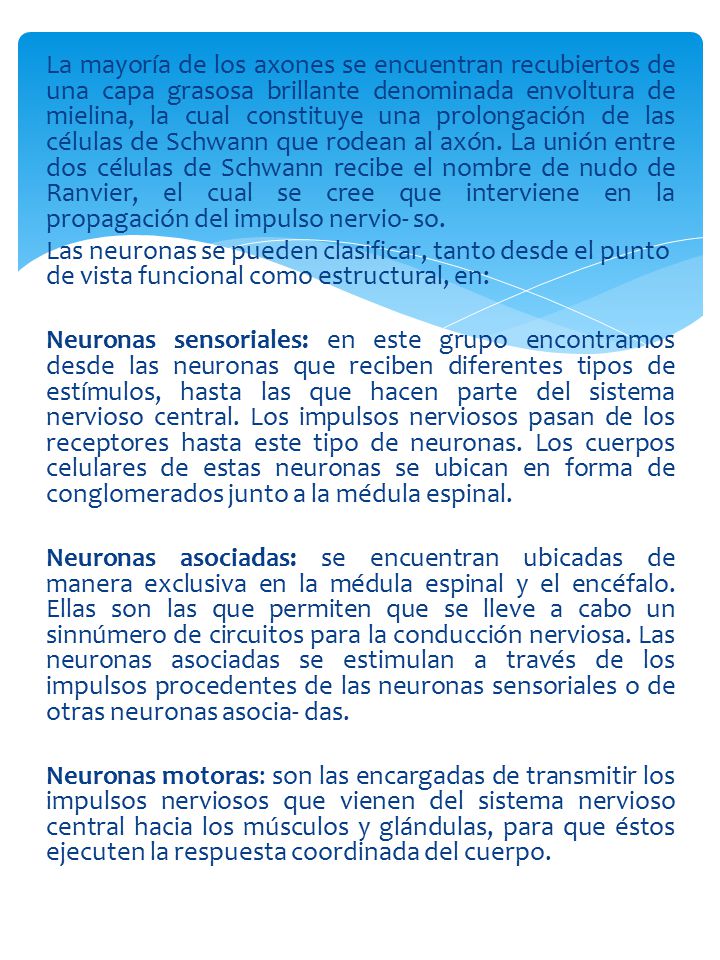 La mayoría de los axones se encuentran recubiertos de una capa grasosa brillante denominada envoltura de mielina, la cual constituye una prolongación de las células de Schwann que rodean al axón. La unión entre dos células de Schwann recibe el nombre de nudo de Ranvier, el cual se cree que interviene en la propagación del impulso nervio- so.