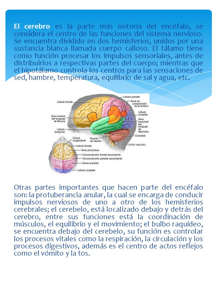 El cerebro es la parte más notoria del encéfalo, se considera el centro de las funciones del sistema nervioso. Se encuentra dividido en dos hemisferios, unidos por una sustancia blanca llamada cuerpo calloso. El tálamo tiene como función procesar los impulsos sensoriales, antes de distribuirlos a respectivas partes del cuerpo; mientras que el hipotálamo controla los centros para las sensaciones de sed, hambre, temperatura, equilibrio de sal y agua, etc.