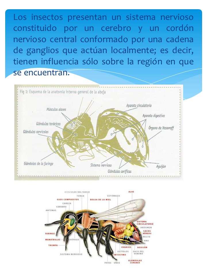 Los insectos presentan un sistema nervioso constituido por un cerebro y un cordón nervioso central conformado por una cadena de ganglios que actúan localmente; es decir, tienen influencia sólo sobre la región en que se encuentran.
