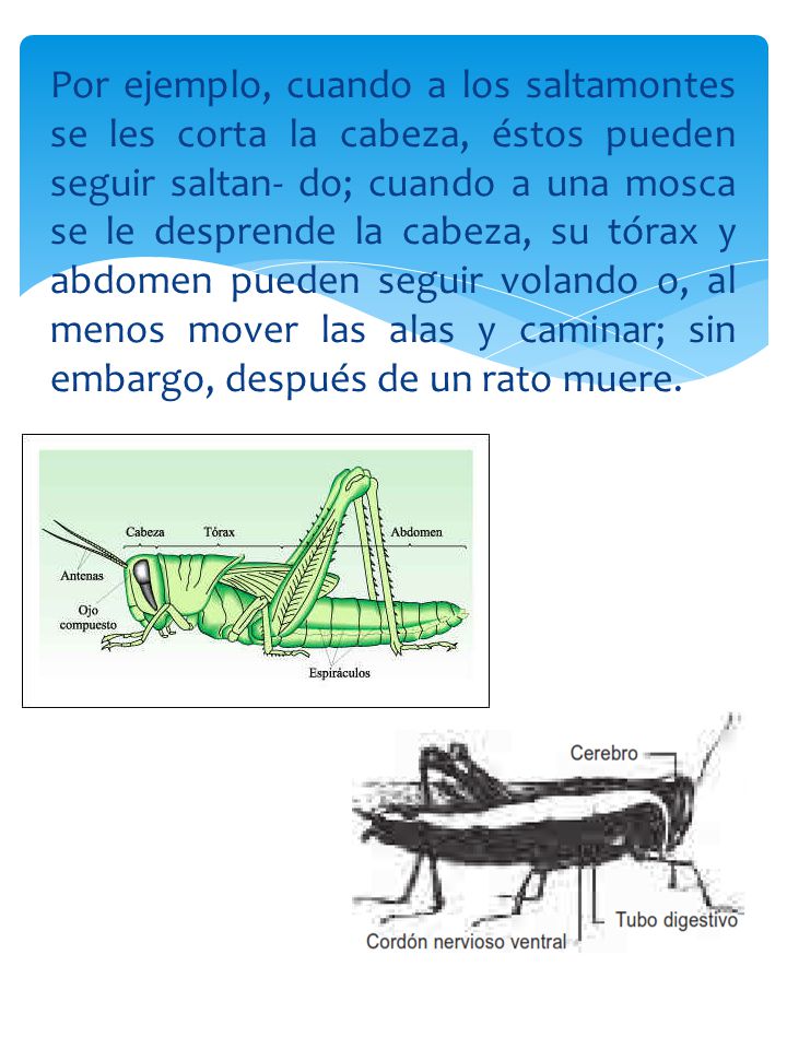 Por ejemplo, cuando a los saltamontes se les corta la cabeza, éstos pueden seguir saltan- do; cuando a una mosca se le desprende la cabeza, su tórax y abdomen pueden seguir volando o, al menos mover las alas y caminar; sin embargo, después de un rato muere.