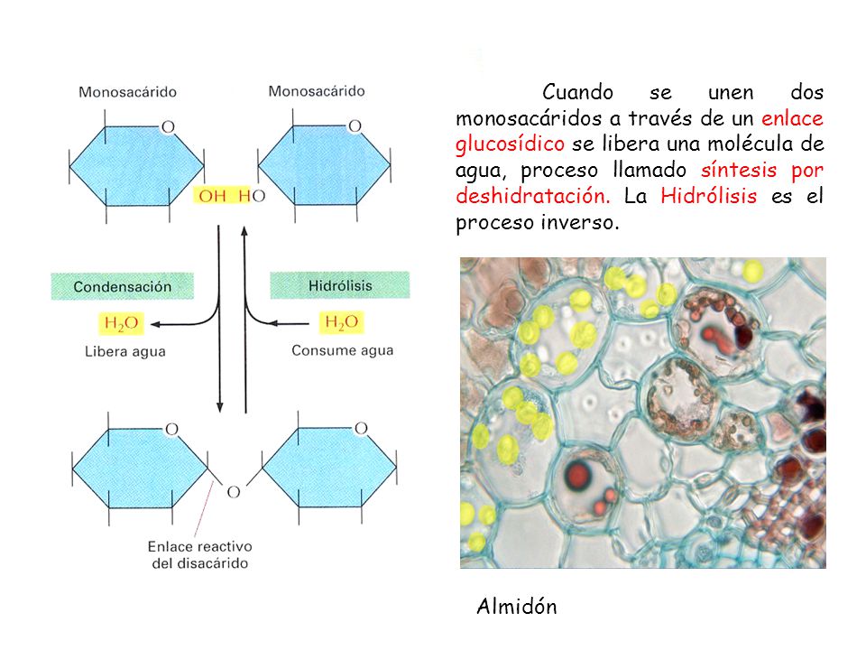 Cuando se unen dos monosacáridos a través de un enlace glucosídico se libera una molécula de agua, proceso llamado síntesis por deshidratación. La Hidrólisis es el proceso inverso.