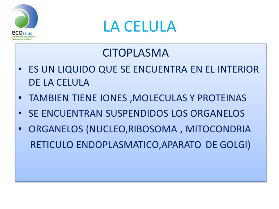LA CELULA CITOPLASMA. ES UN LIQUIDO QUE SE ENCUENTRA EN EL INTERIOR DE LA CELULA. TAMBIEN TIENE IONES ,MOLECULAS Y PROTEINAS.