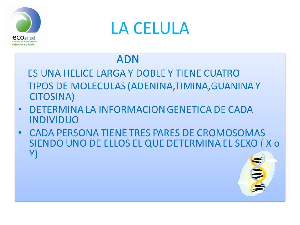 LA CELULA ADN ES UNA HELICE LARGA Y DOBLE Y TIENE CUATRO