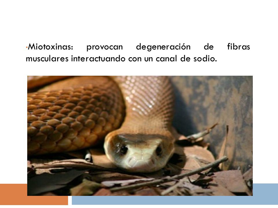 Miotoxinas: provocan degeneración de fibras musculares interactuando con un canal de sodio.