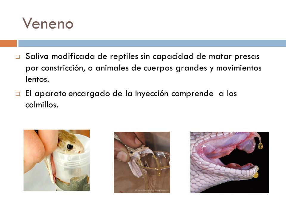 Veneno Saliva modificada de reptiles sin capacidad de matar presas por constricción, o animales de cuerpos grandes y movimientos lentos.