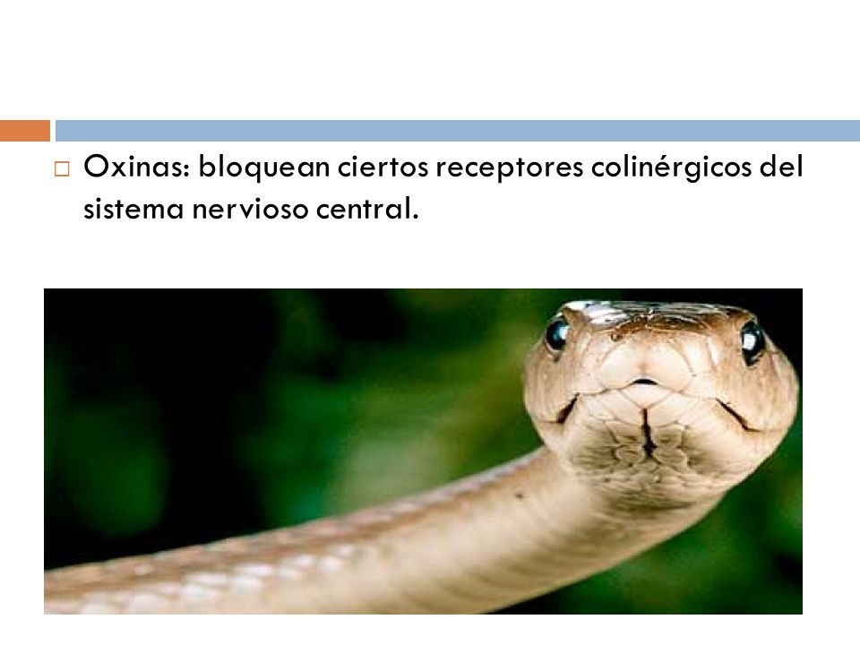 Oxinas: bloquean ciertos receptores colinérgicos del sistema nervioso central.