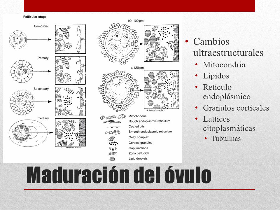 Maduración del óvulo Cambios ultraestructurales Mitocondria Lípidos