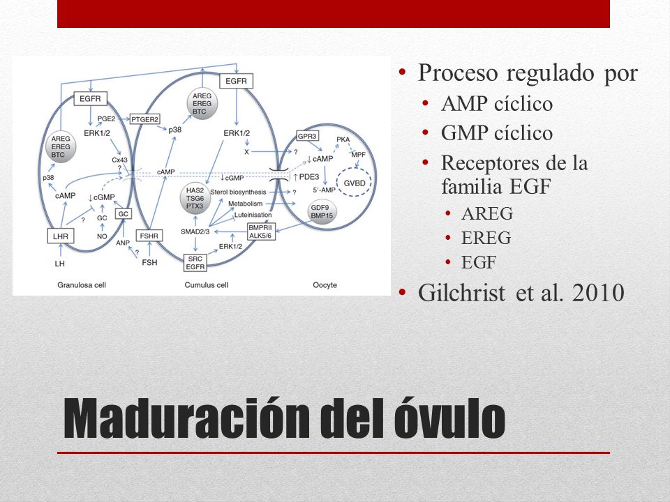 Maduración del óvulo Proceso regulado por Gilchrist et al. 2010