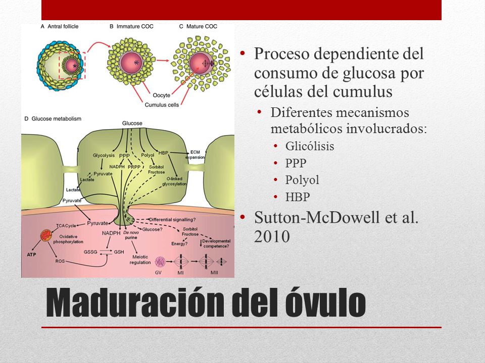 Proceso dependiente del consumo de glucosa por células del cumulus
