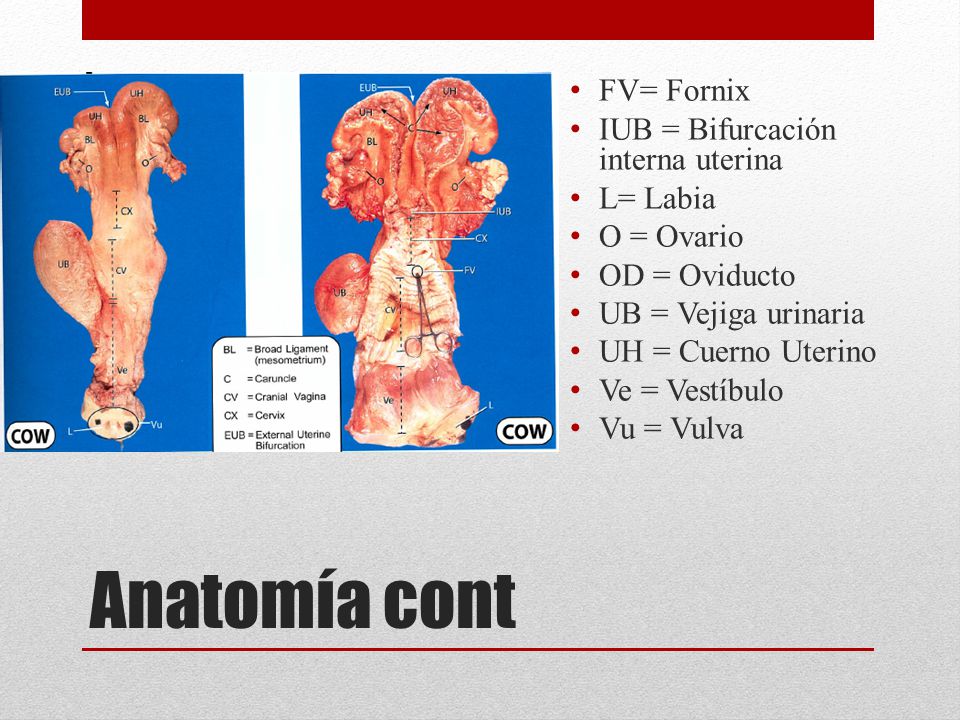 Anatomía cont FV= Fornix IUB = Bifurcación interna uterina L= Labia