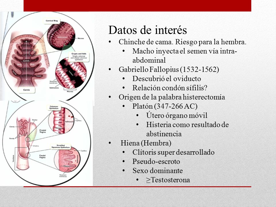 Datos de interés Chinche de cama. Riesgo para la hembra.