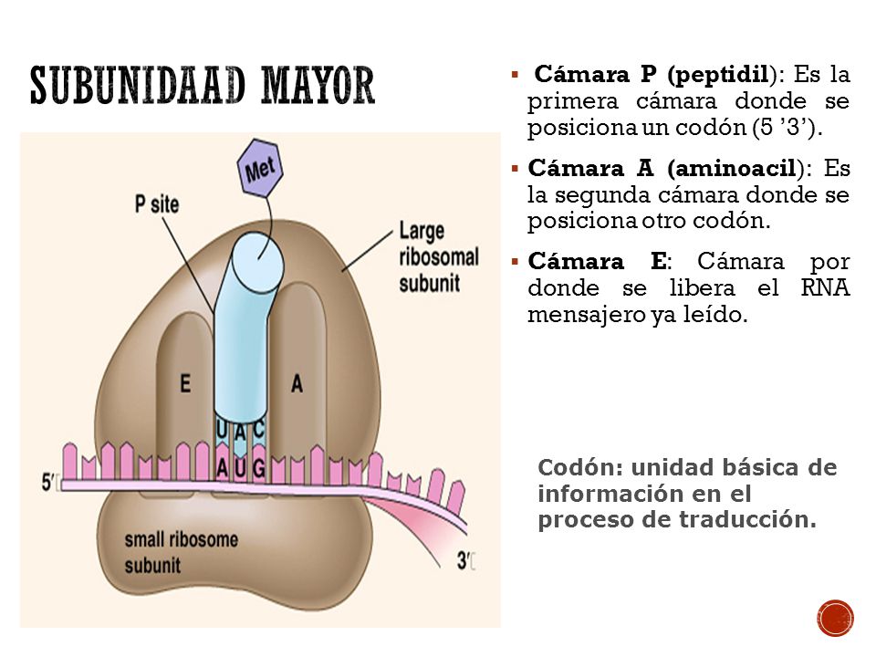 SUBUNIDAAD MAYOR Cámara P (peptidil): Es la primera cámara donde se posiciona un codón (5 ’3’).