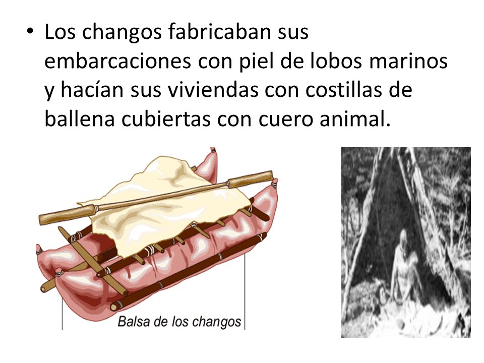 Los changos fabricaban sus embarcaciones con piel de lobos marinos y hacían sus viviendas con costillas de ballena cubiertas con cuero animal.
