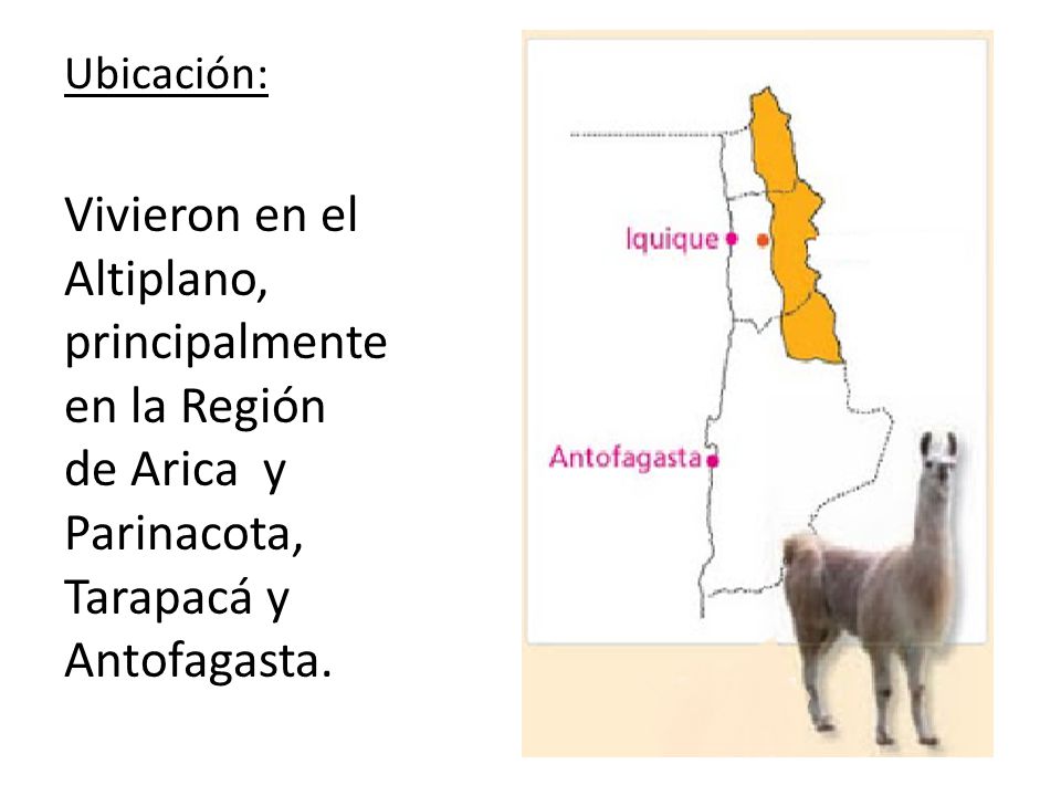 Ubicación: Vivieron en el Altiplano, principalmente en la Región de Arica y Parinacota, Tarapacá y Antofagasta.