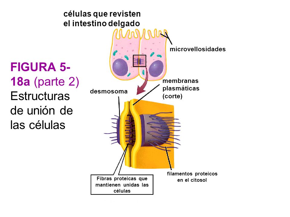 FIGURA 5-18a (parte 2) Estructuras de unión de las células
