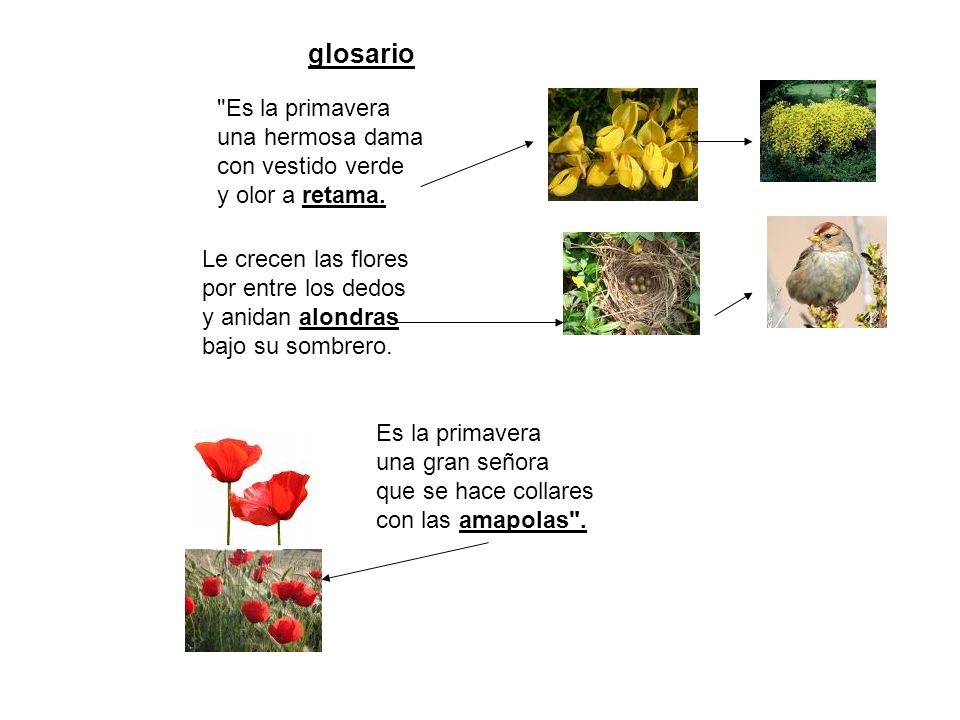 glosario Es la primavera una hermosa dama con vestido verde y olor a retama.