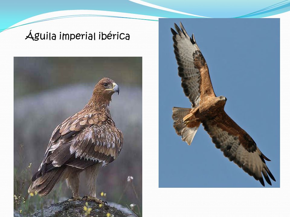 Águila imperial ibérica