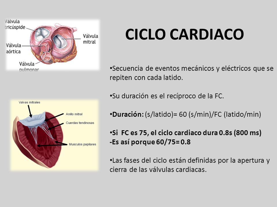 CICLO CARDIACO Secuencia de eventos mecánicos y eléctricos que se repiten con cada latido. Su duración es el recíproco de la FC.