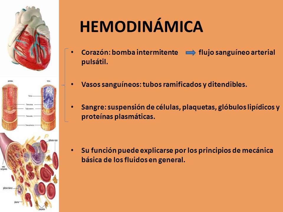 HEMODINÁMICA Corazón: bomba intermitente flujo sanguíneo arterial pulsátil. Vasos sanguíneos: tubos ramificados y ditendibles.