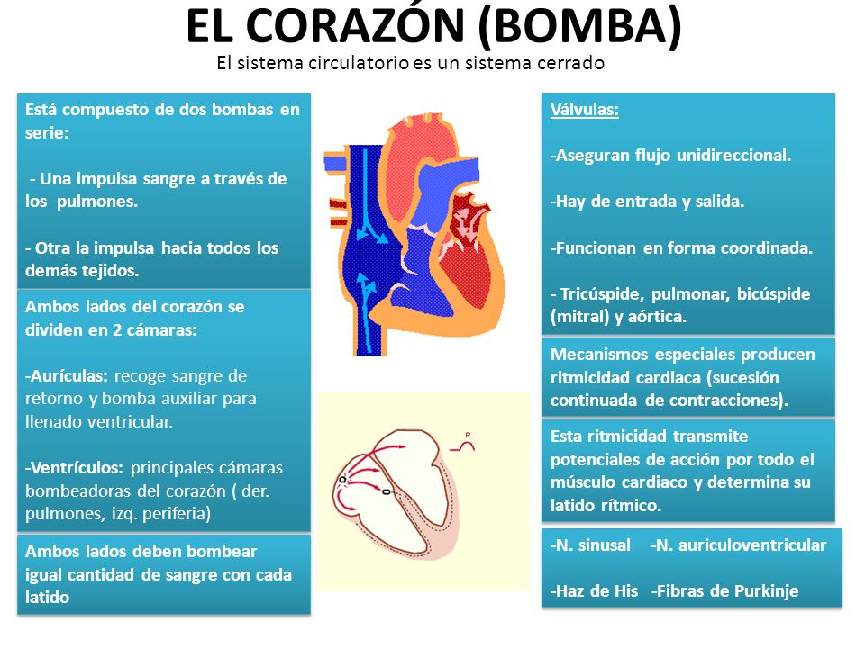 EL CORAZÓN (BOMBA) El sistema circulatorio es un sistema cerrado