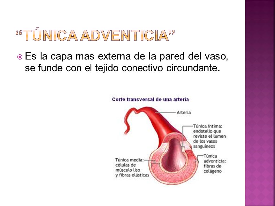 TÚNICA ADVENTICIA Es la capa mas externa de la pared del vaso, se funde con el tejido conectivo circundante.