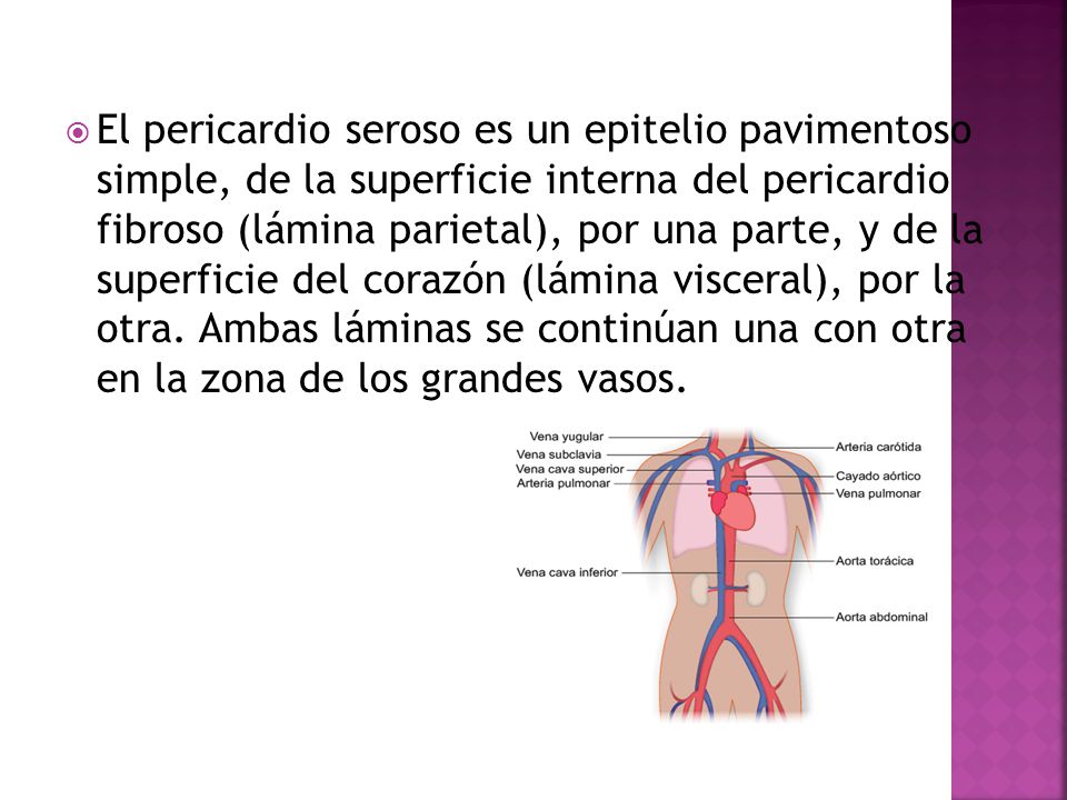 El pericardio seroso es un epitelio pavimentoso simple, de la superficie interna del pericardio fibroso (lámina parietal), por una parte, y de la superficie del corazón (lámina visceral), por la otra.