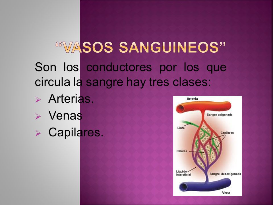 VASOS SANGUINEOS Son los conductores por los que circula la sangre hay tres clases: Arterias. Venas.