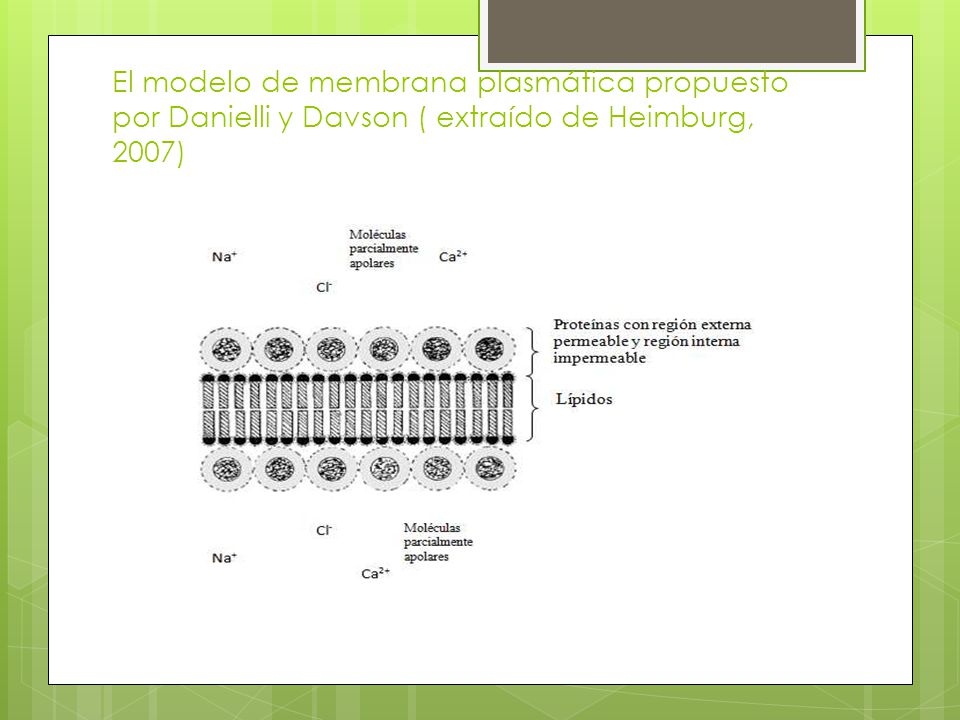 El modelo de membrana plasmática propuesto por Danielli y Davson ( extraído de Heimburg, 2007)