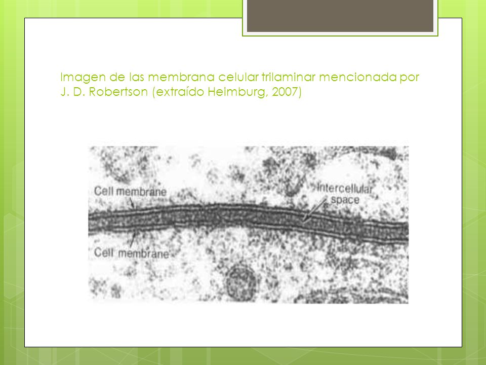 Imagen de las membrana celular trilaminar mencionada por J. D