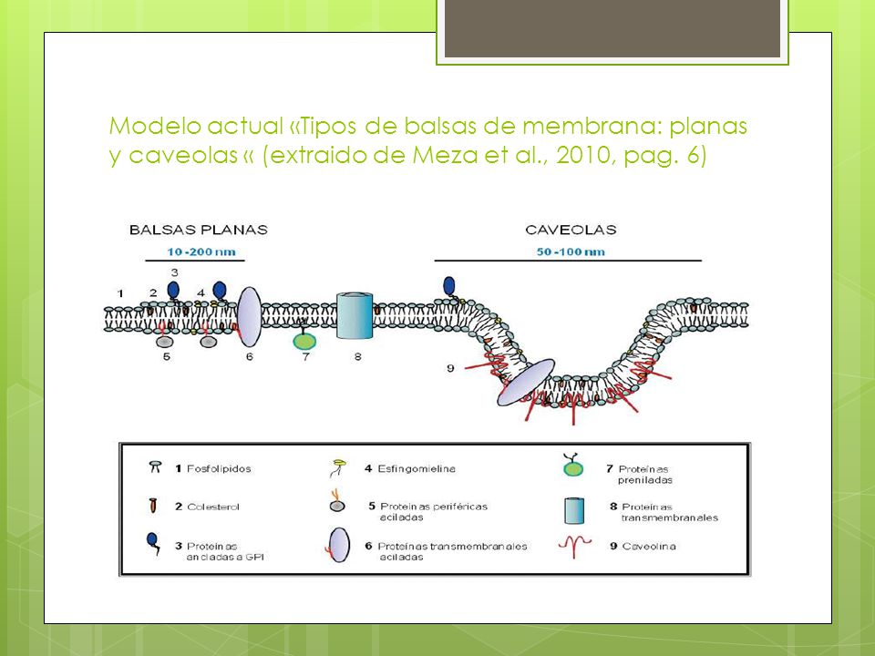 Modelo actual «Tipos de balsas de membrana: planas y caveolas « (extraido de Meza et al., 2010, pag.