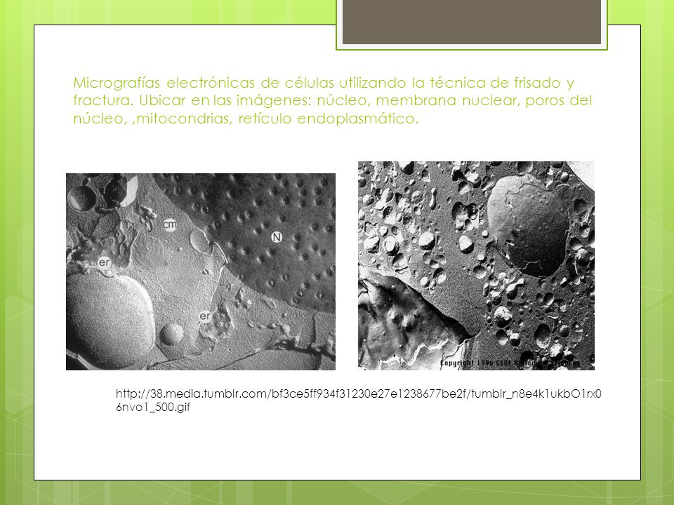 Micrografías electrónicas de células utilizando la técnica de frisado y fractura. Ubicar en las imágenes: núcleo, membrana nuclear, poros del núcleo, ,mitocondrias, retículo endoplasmático.