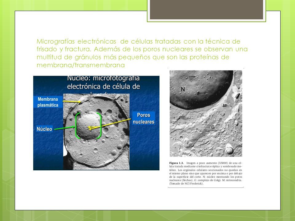Micrografías electrónicas de células tratadas con la técnica de frisado y fractura.