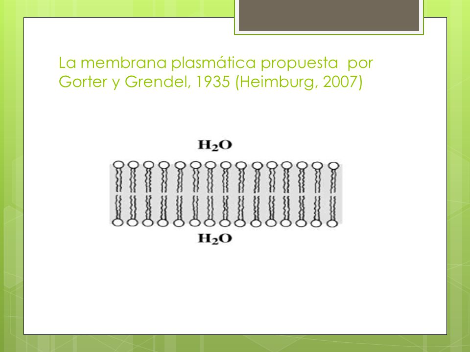 La membrana plasmática propuesta por Gorter y Grendel, 1935 (Heimburg, 2007)