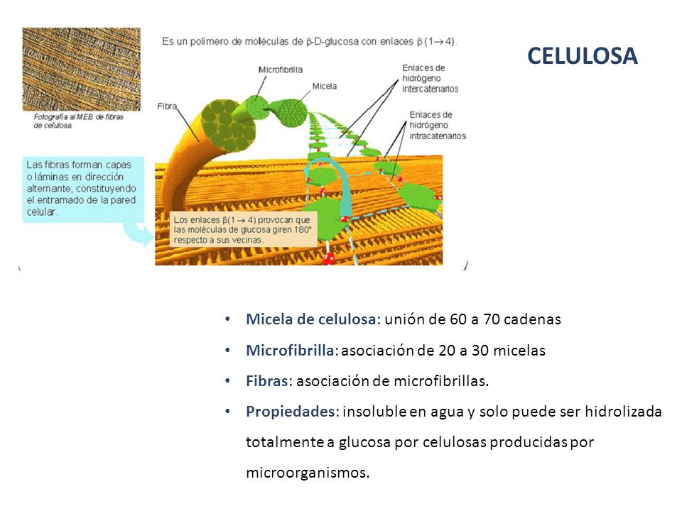 CELULOSA Micela de celulosa: unión de 60 a 70 cadenas