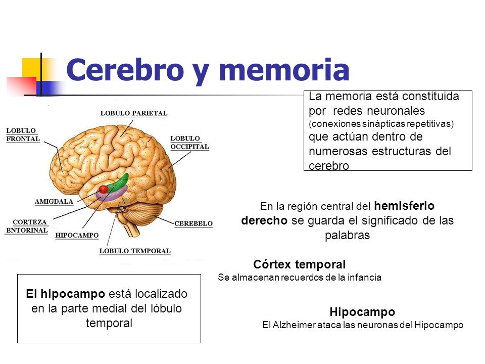 Cerebro y memoria La memoria está constituida por redes neuronales