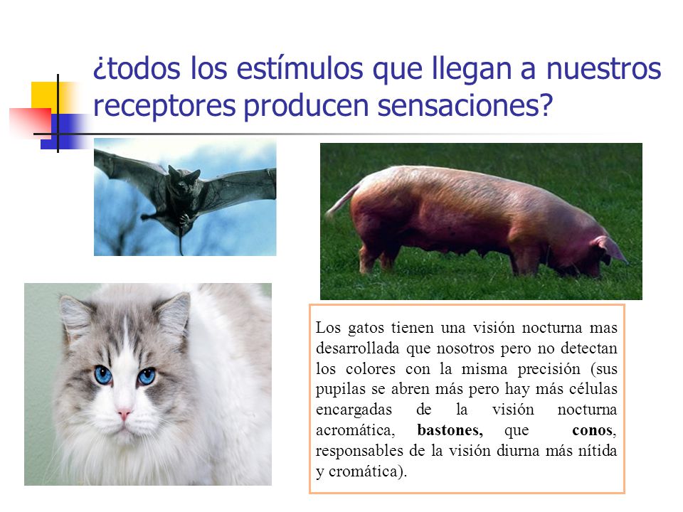 ¿todos los estímulos que llegan a nuestros receptores producen sensaciones