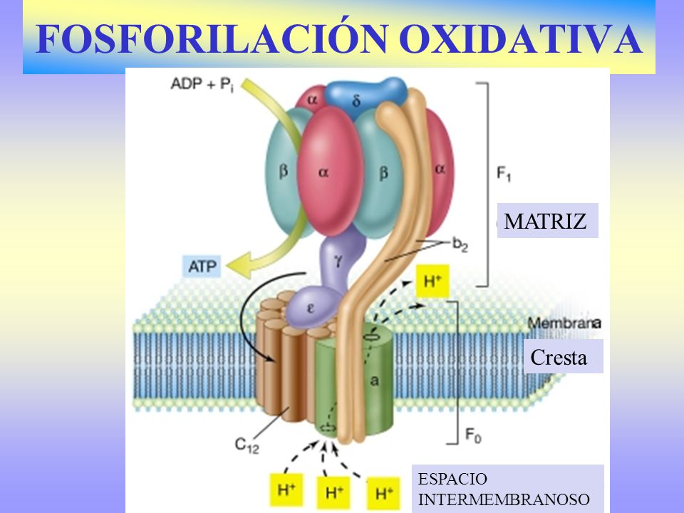 FOSFORILACIÓN OXIDATIVA