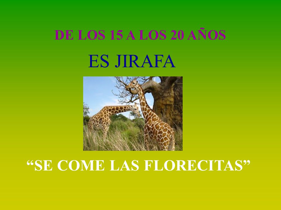 DE LOS 15 A LOS 20 AÑOS ES JIRAFA SE COME LAS FLORECITAS