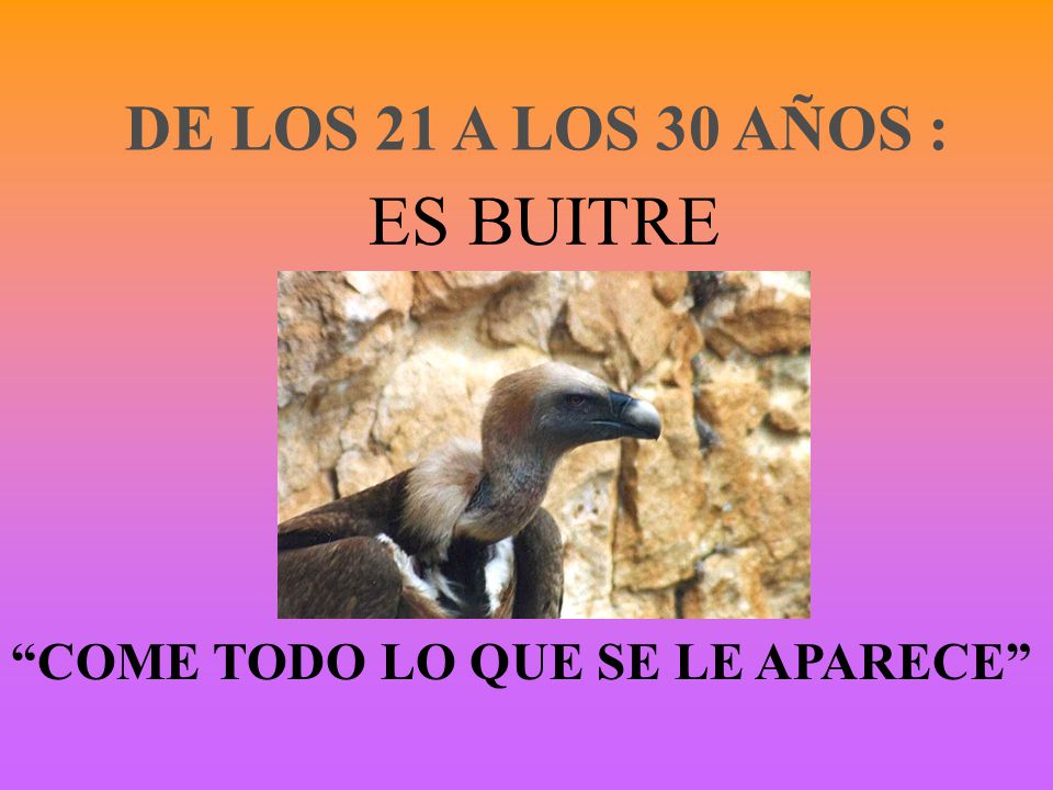 DE LOS 21 A LOS 30 AÑOS : ES BUITRE COME TODO LO QUE SE LE APARECE