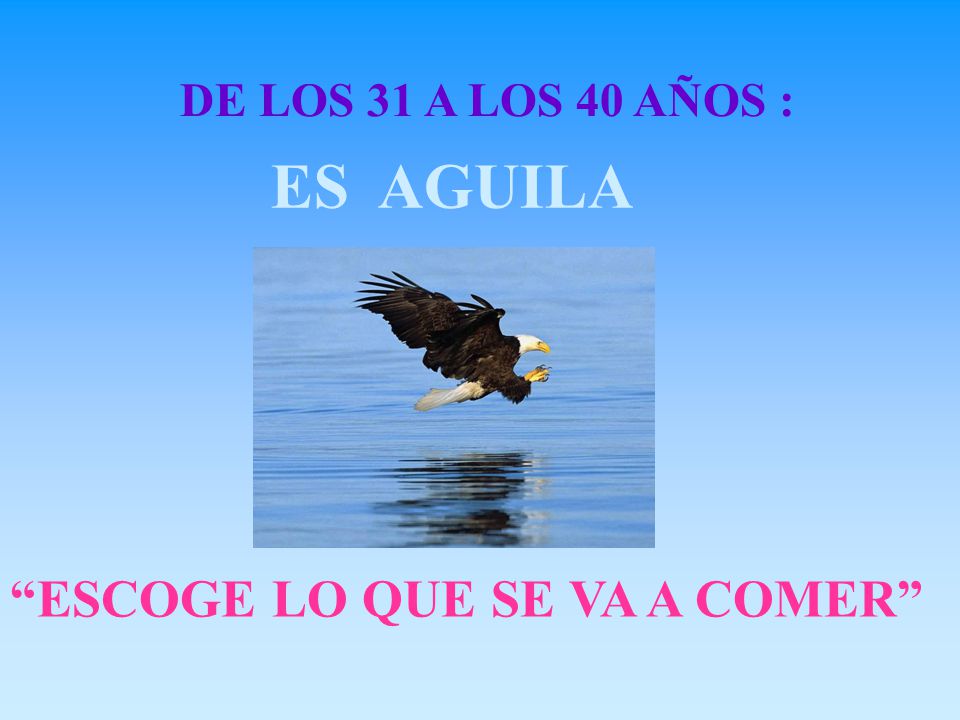 DE LOS 31 A LOS 40 AÑOS : ES AGUILA ESCOGE LO QUE SE VA A COMER