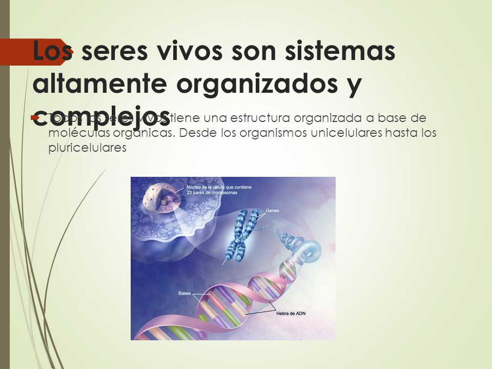 Los seres vivos son sistemas altamente organizados y complejos